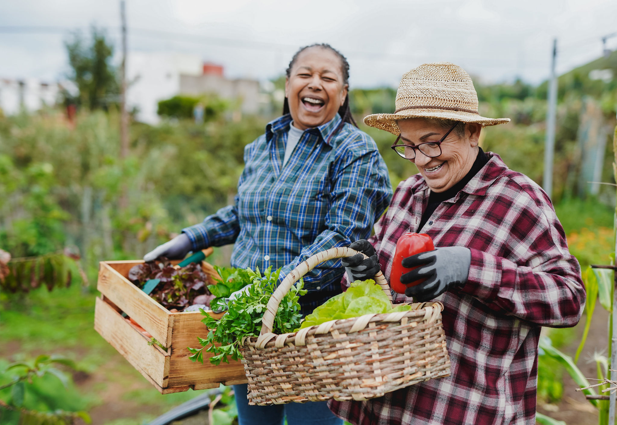 Happy multiracial senior women having fun during harvest period in the garden - Female farmer friends picking up fresh organic vegetables