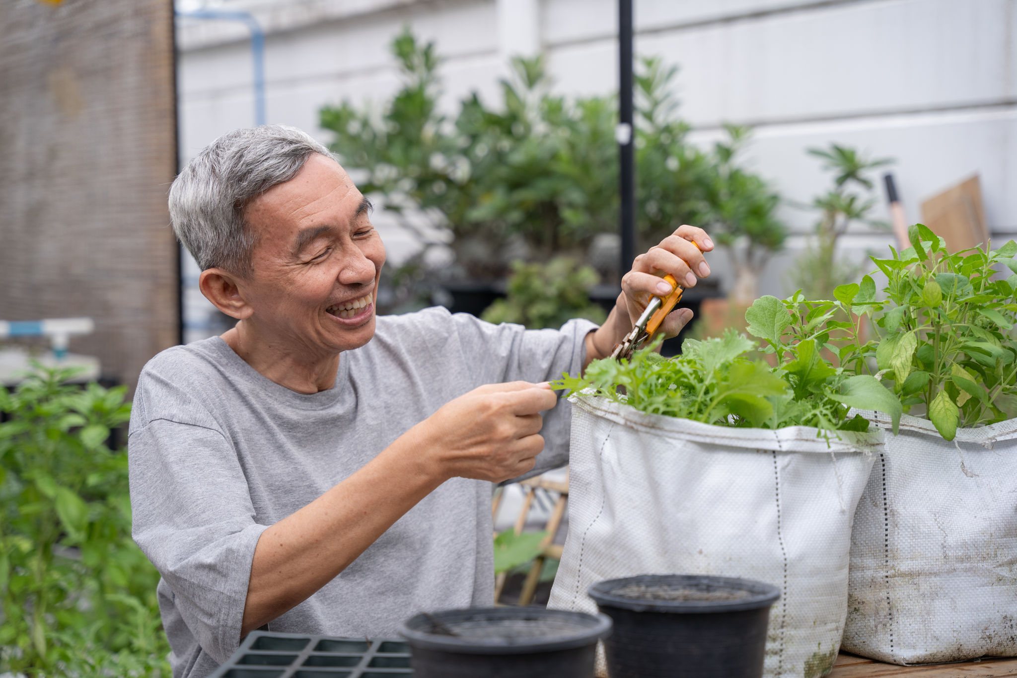 Happy senior asian man is trimming tree with scissors in nursery. He smiles happily in life after retirement.